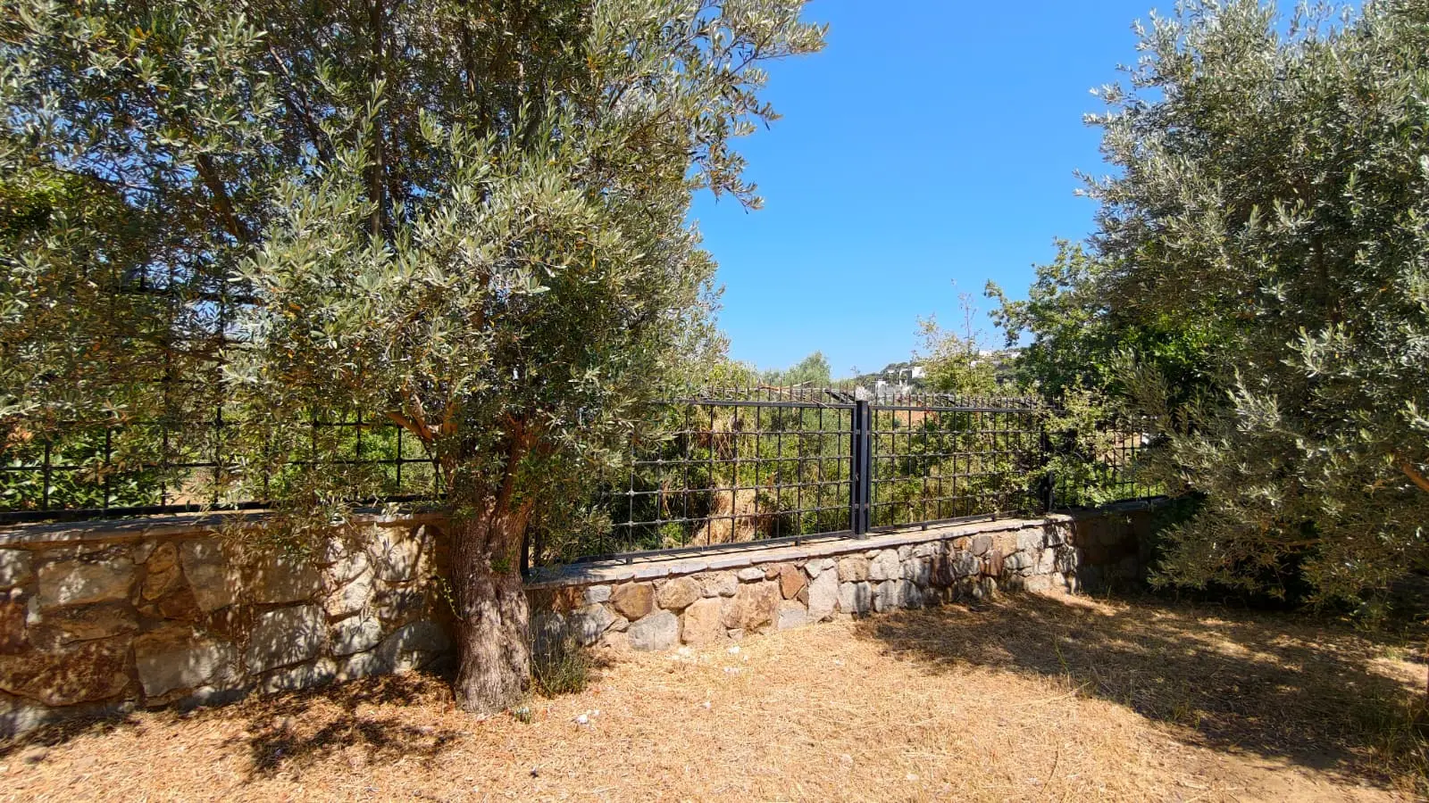 Mature garden